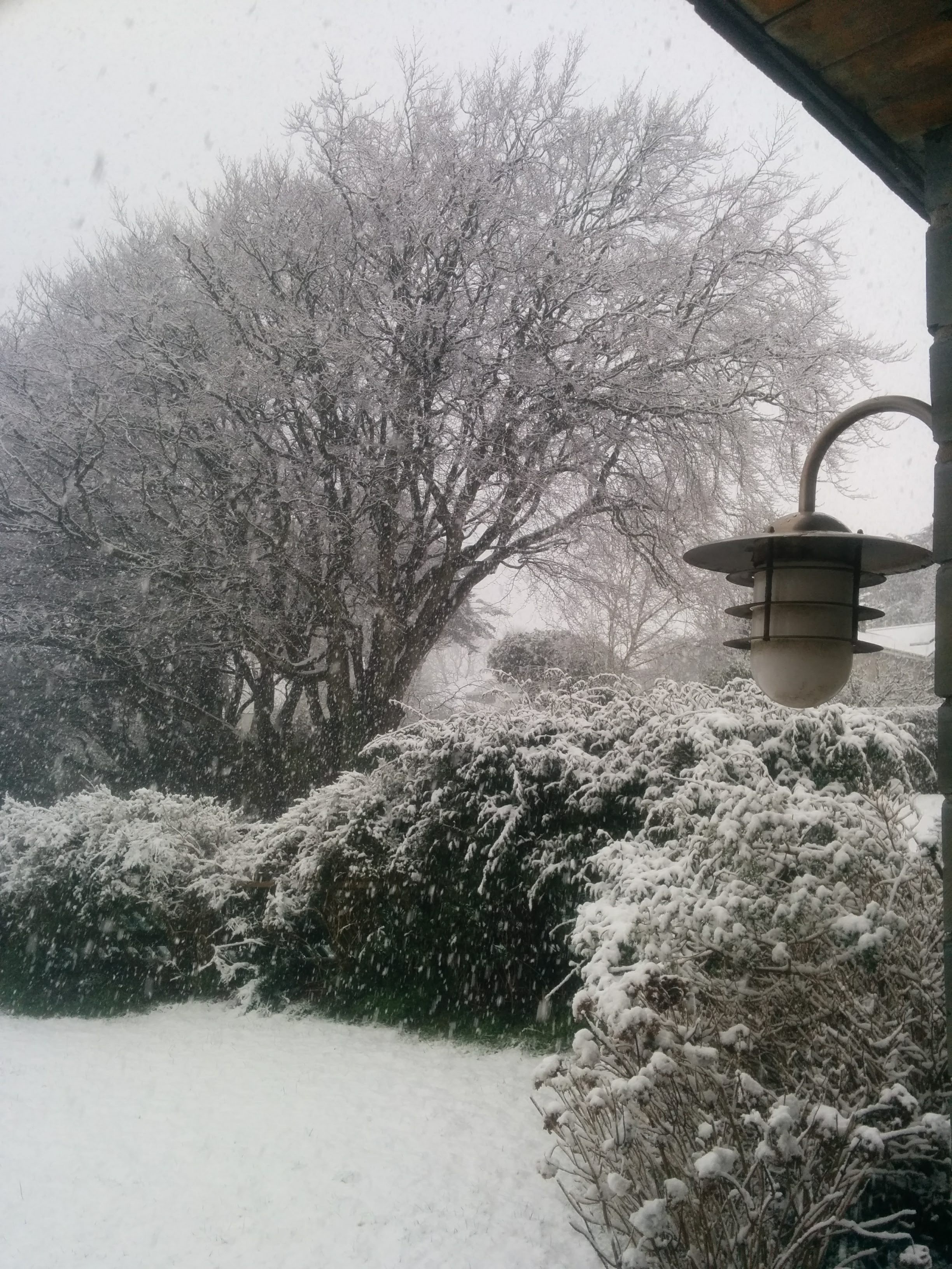 Snowy garden